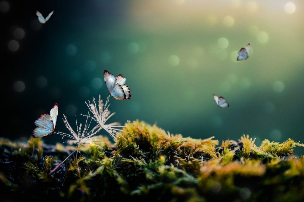 Butterflies Fantasy Forest  - TheDigitalArtist / Pixabay